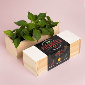 Superpack de Cultivo de hierbas aromáticas para llenar tus platos de SABOOOOR